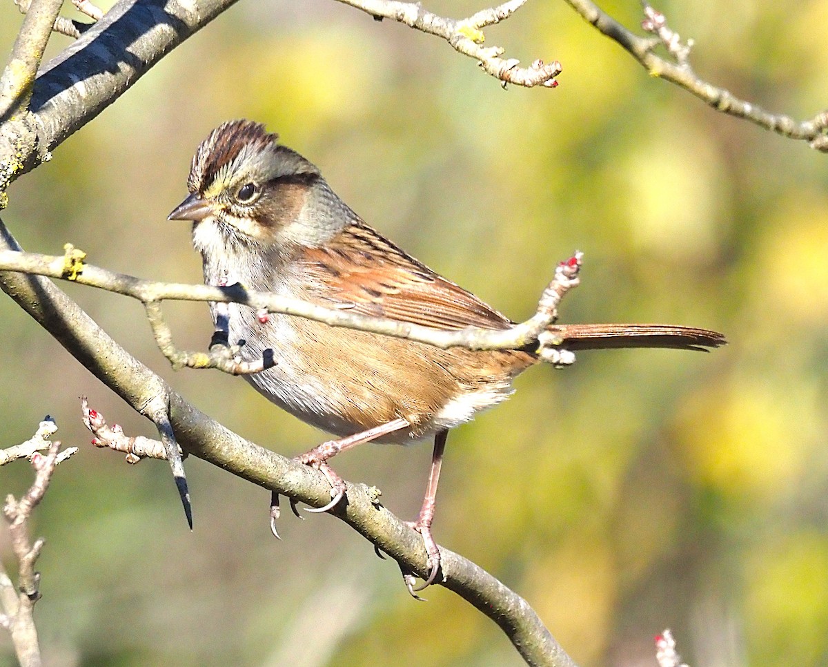 Swamp Sparrow - ML644770988