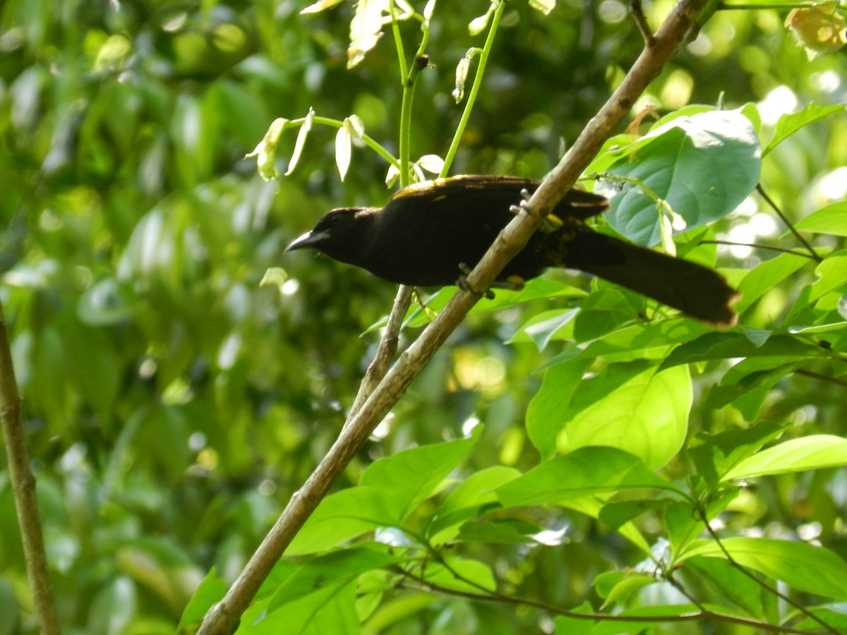 Cuban Oriole - ML644770997