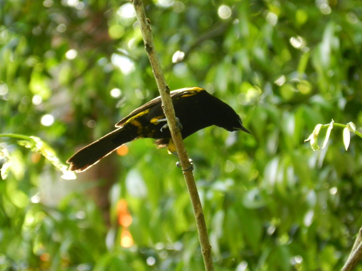 Cuban Oriole - ML644770998