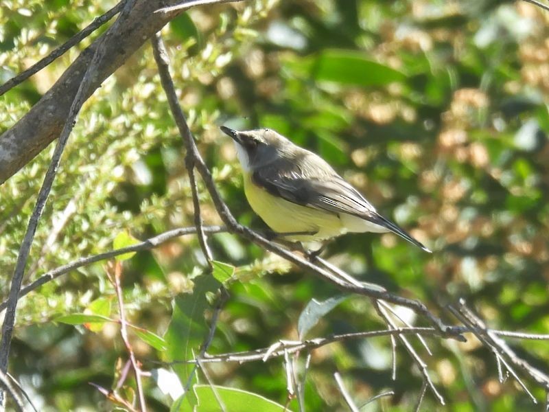 White-throated Gerygone - ML644771002