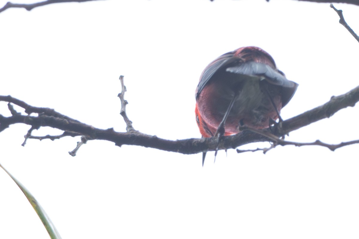 šatovník karmínový - ML644771004