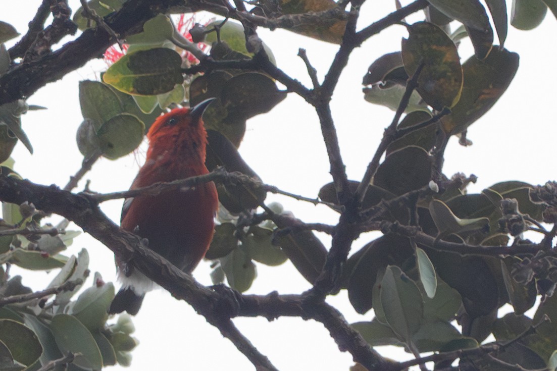 šatovník karmínový - ML644771005