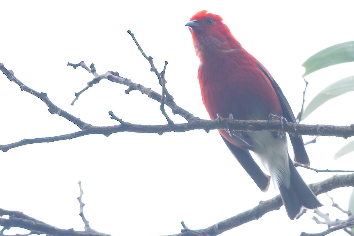 šatovník karmínový - ML644771006