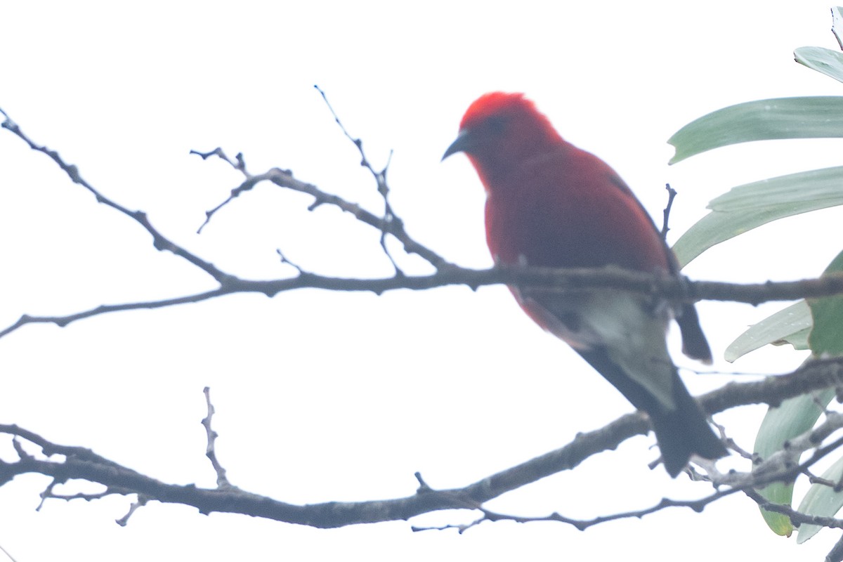 šatovník karmínový - ML644771007