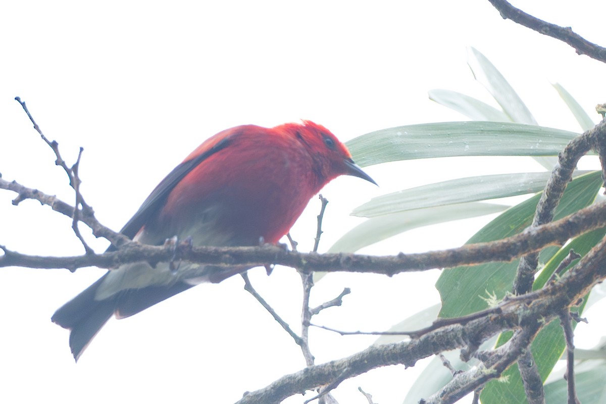 šatovník karmínový - ML644771009