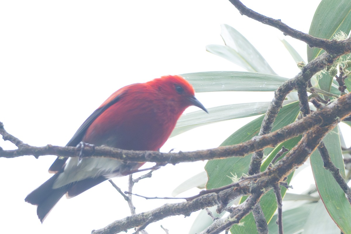 šatovník karmínový - ML644771010