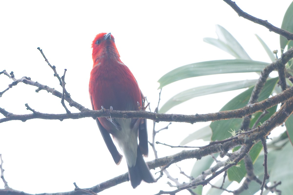 šatovník karmínový - ML644771011