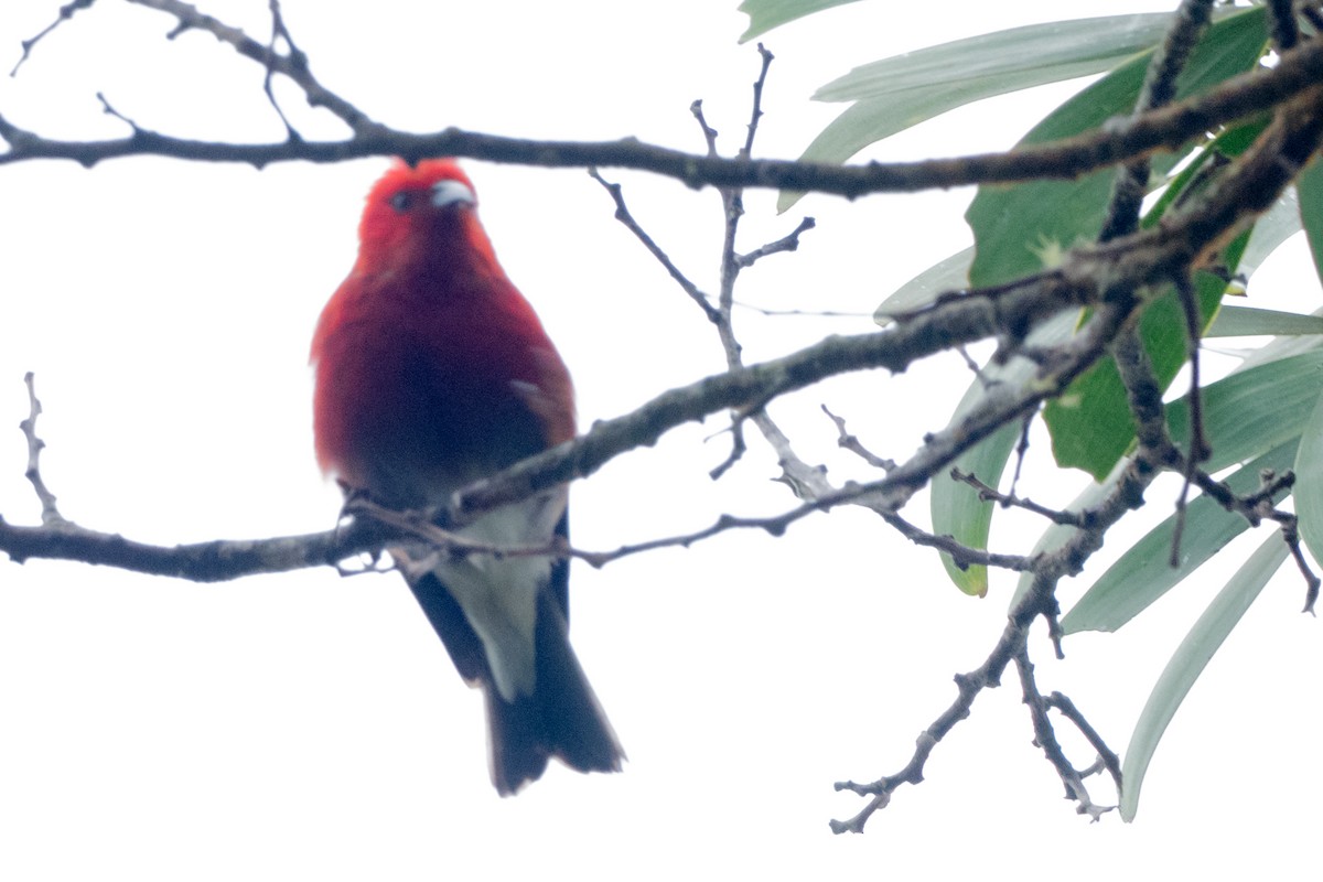 šatovník karmínový - ML644771012