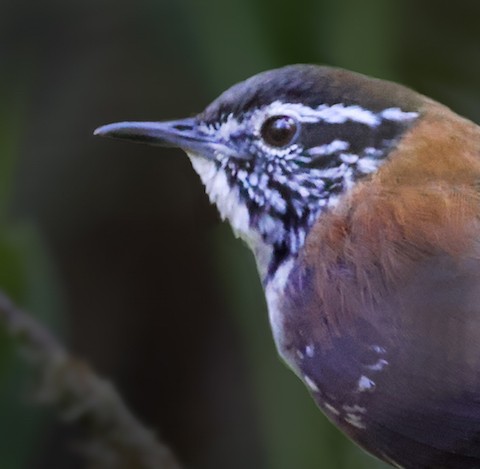 Bar-winged Wood-Wren - ML644771020