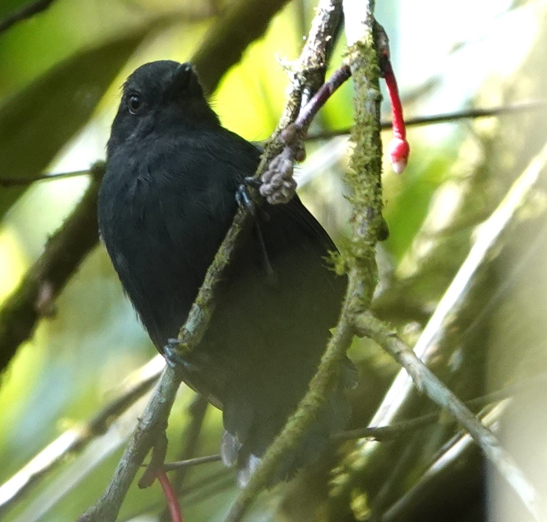 Uniform Antshrike - ML644771035