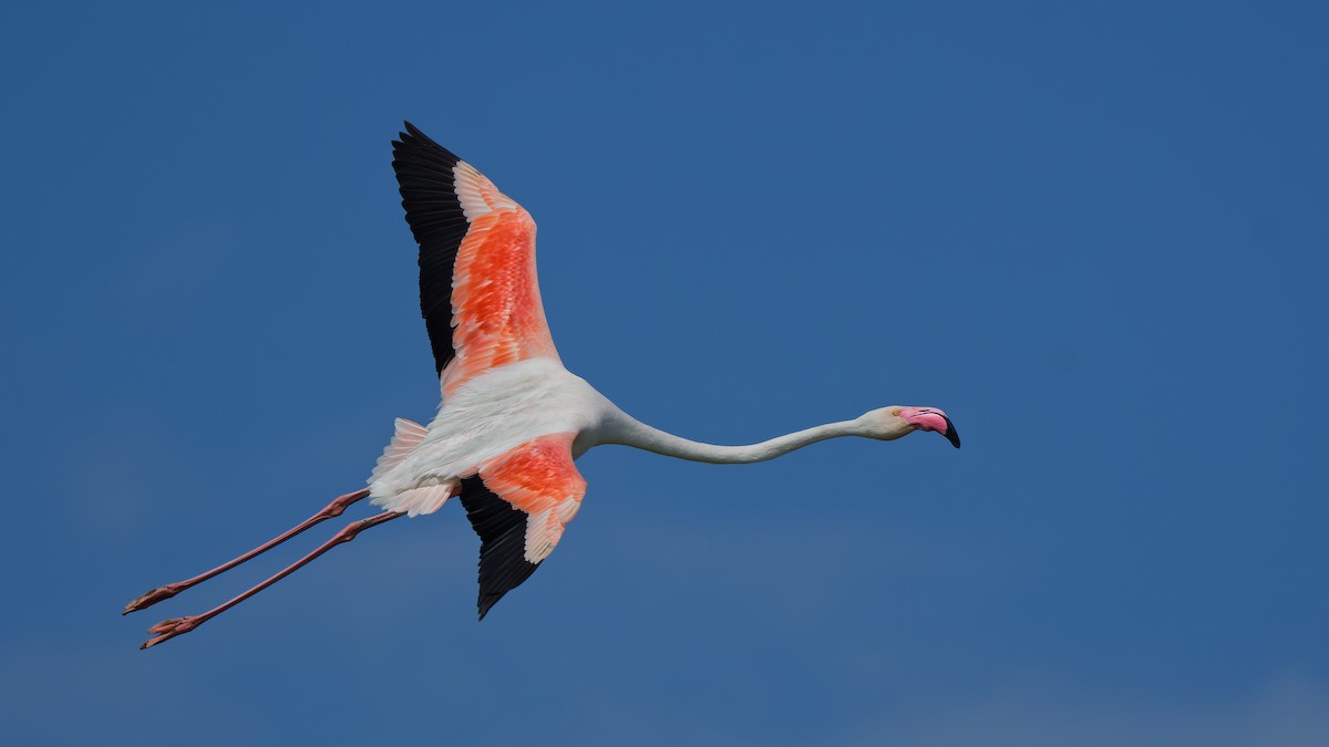 Greater Flamingo - ML644771042