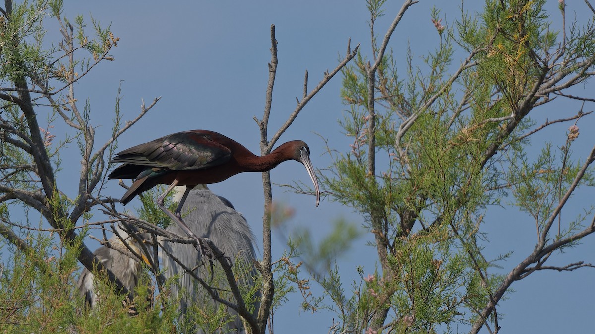 Glossy Ibis - ML644771051