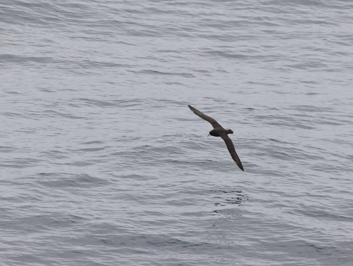 White-chinned Petrel - ML644771052
