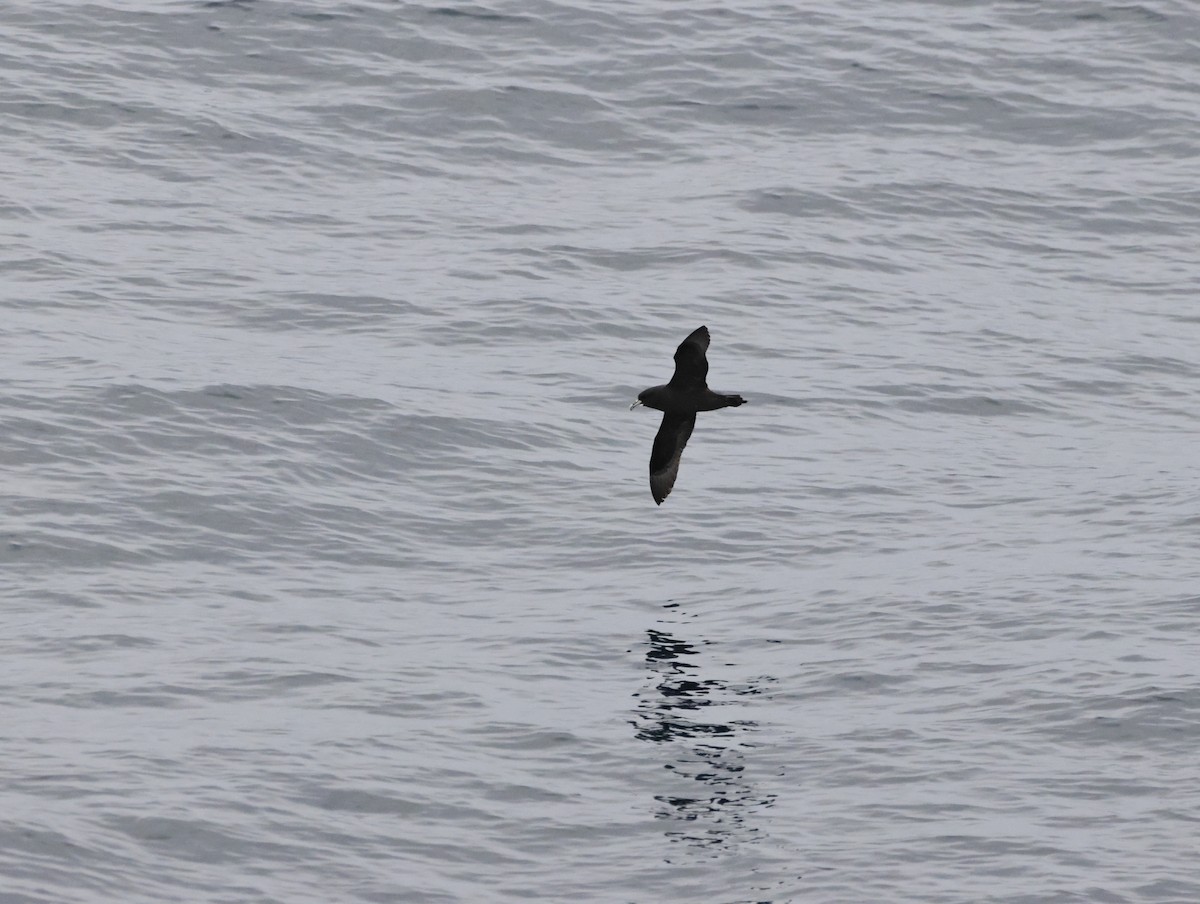 White-chinned Petrel - ML644771053