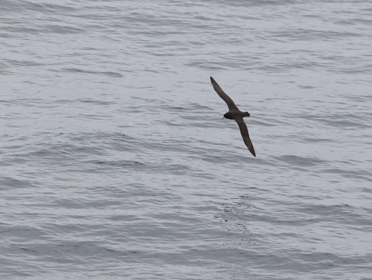 White-chinned Petrel - ML644771054