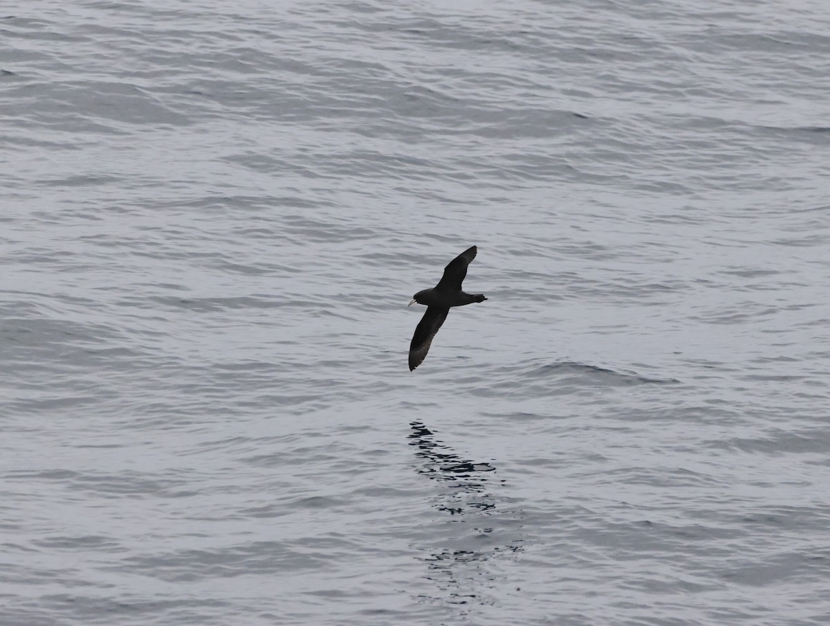 White-chinned Petrel - ML644771055