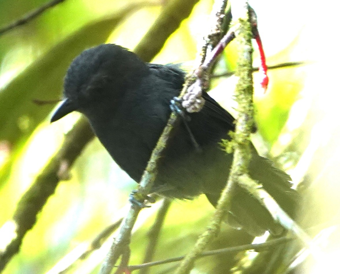 Uniform Antshrike - ML644771057