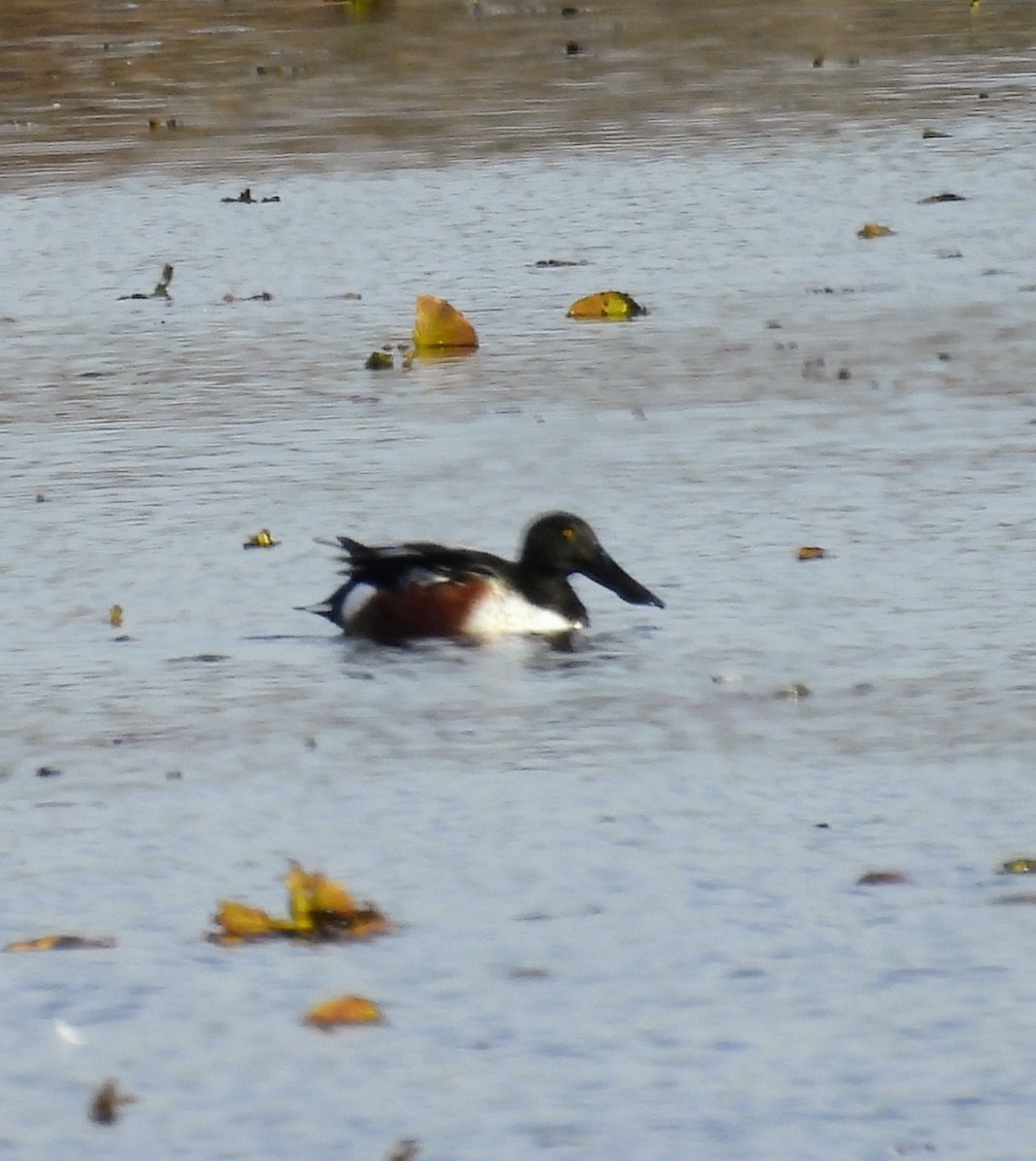 Canard souchet - ML644771058