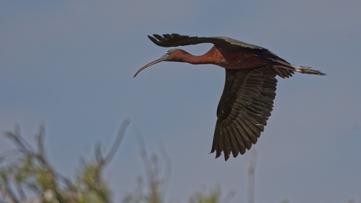Glossy Ibis - ML644771059