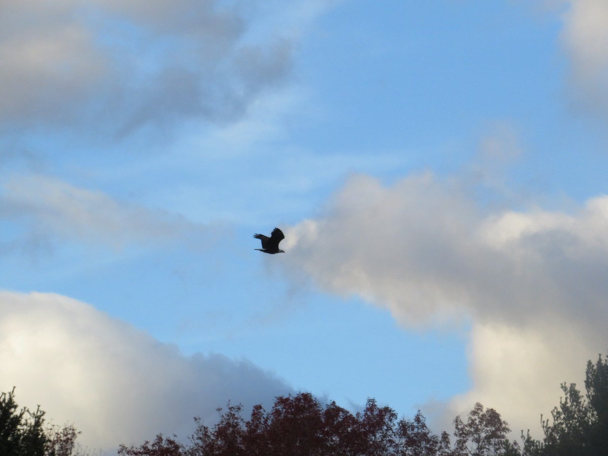 Itsas arrano buruzuria - ML644771061