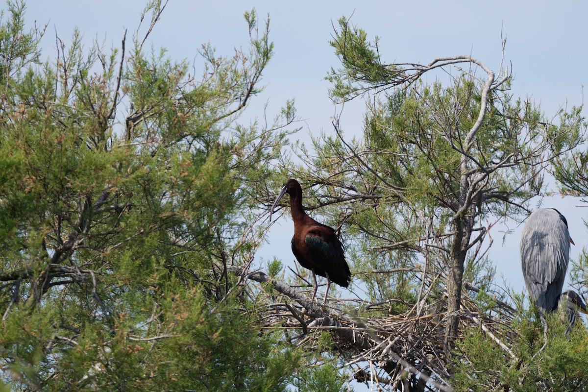Glossy Ibis - ML644771064
