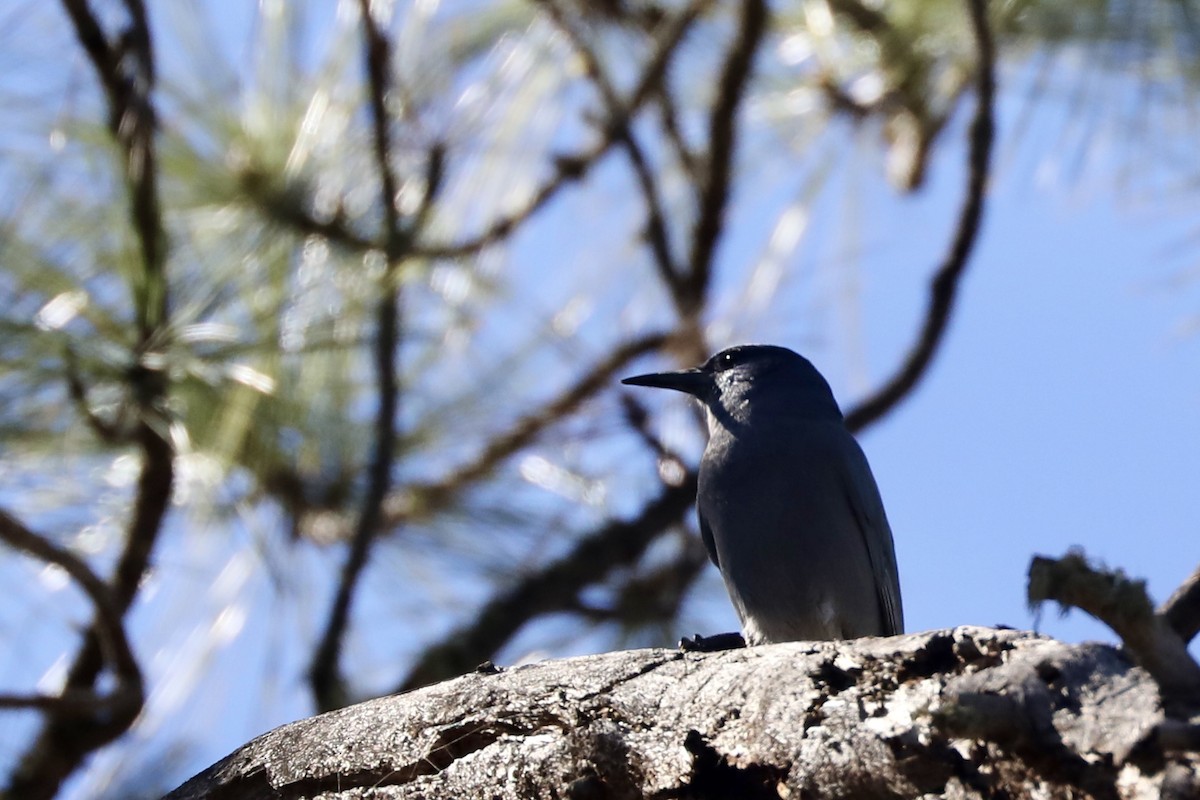 pinjeskrike - ML644771066