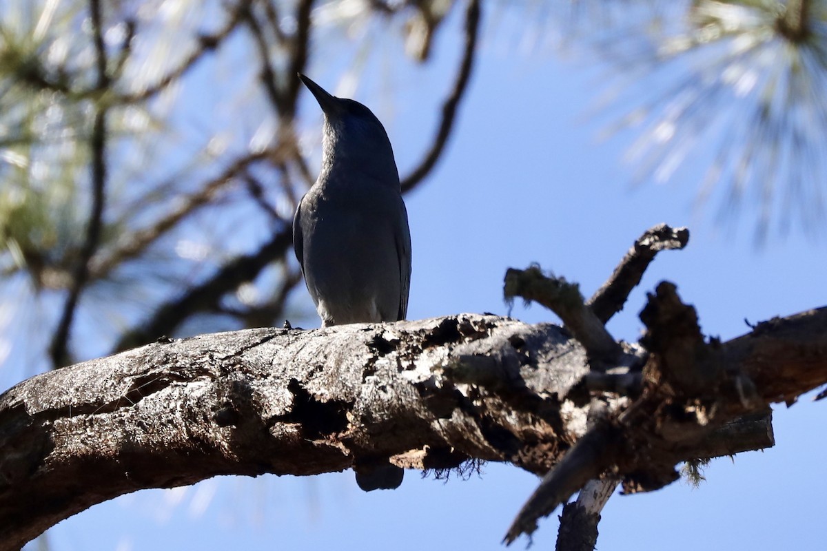 pinjeskrike - ML644771067