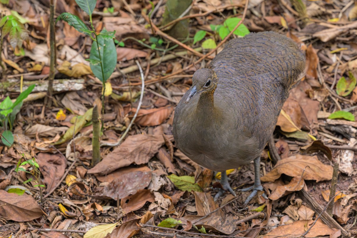 Solitary Tinamou - ML644771081