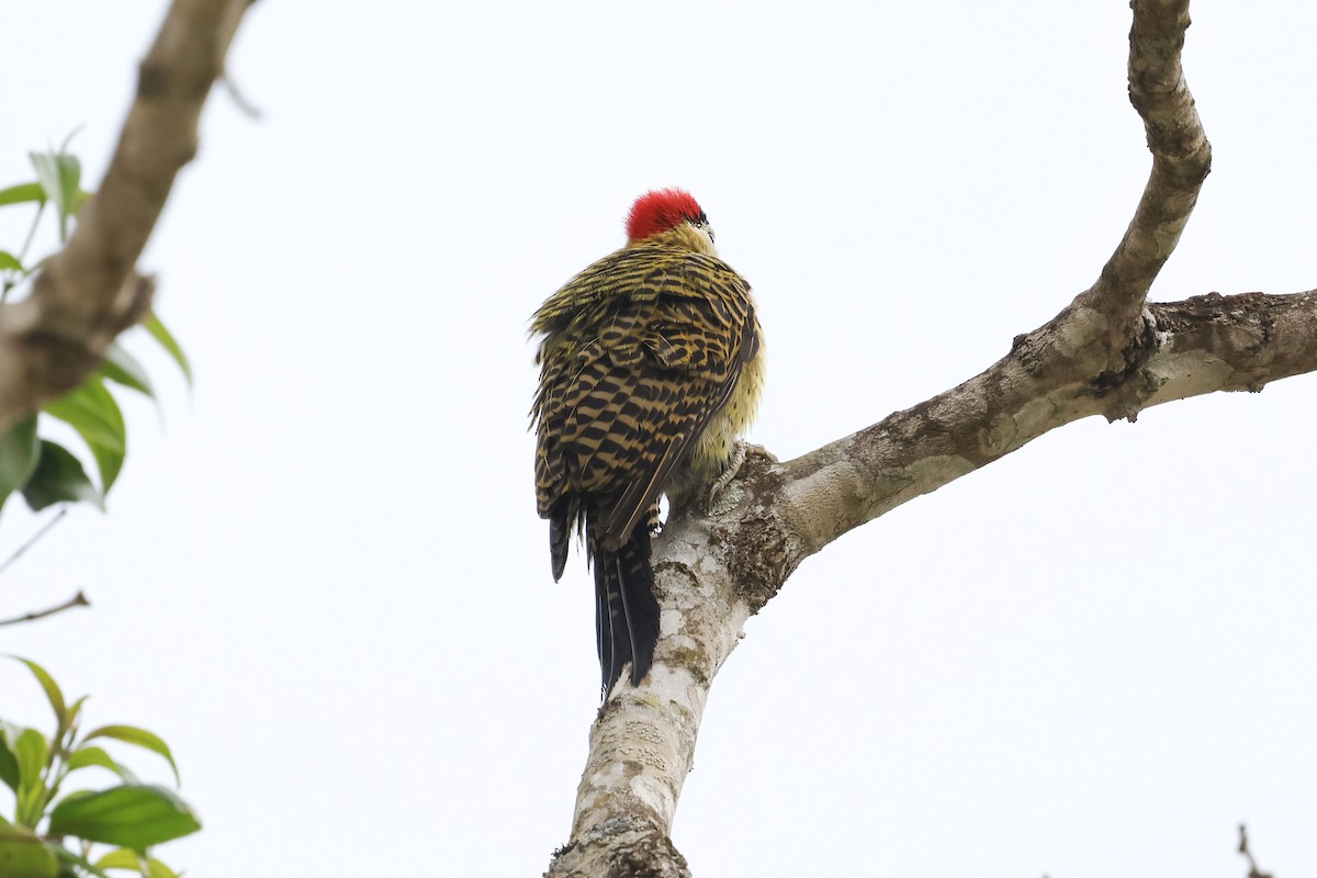 Green-barred Woodpecker (Green-barred) - ML644771083