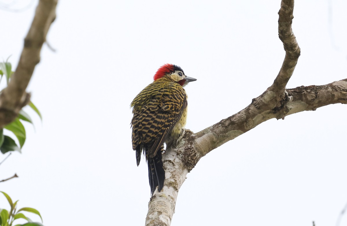 Green-barred Woodpecker (Green-barred) - ML644771084