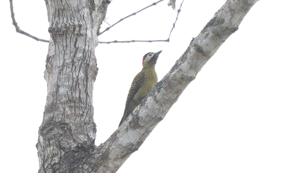 Green-barred Woodpecker (Green-barred) - ML644771085