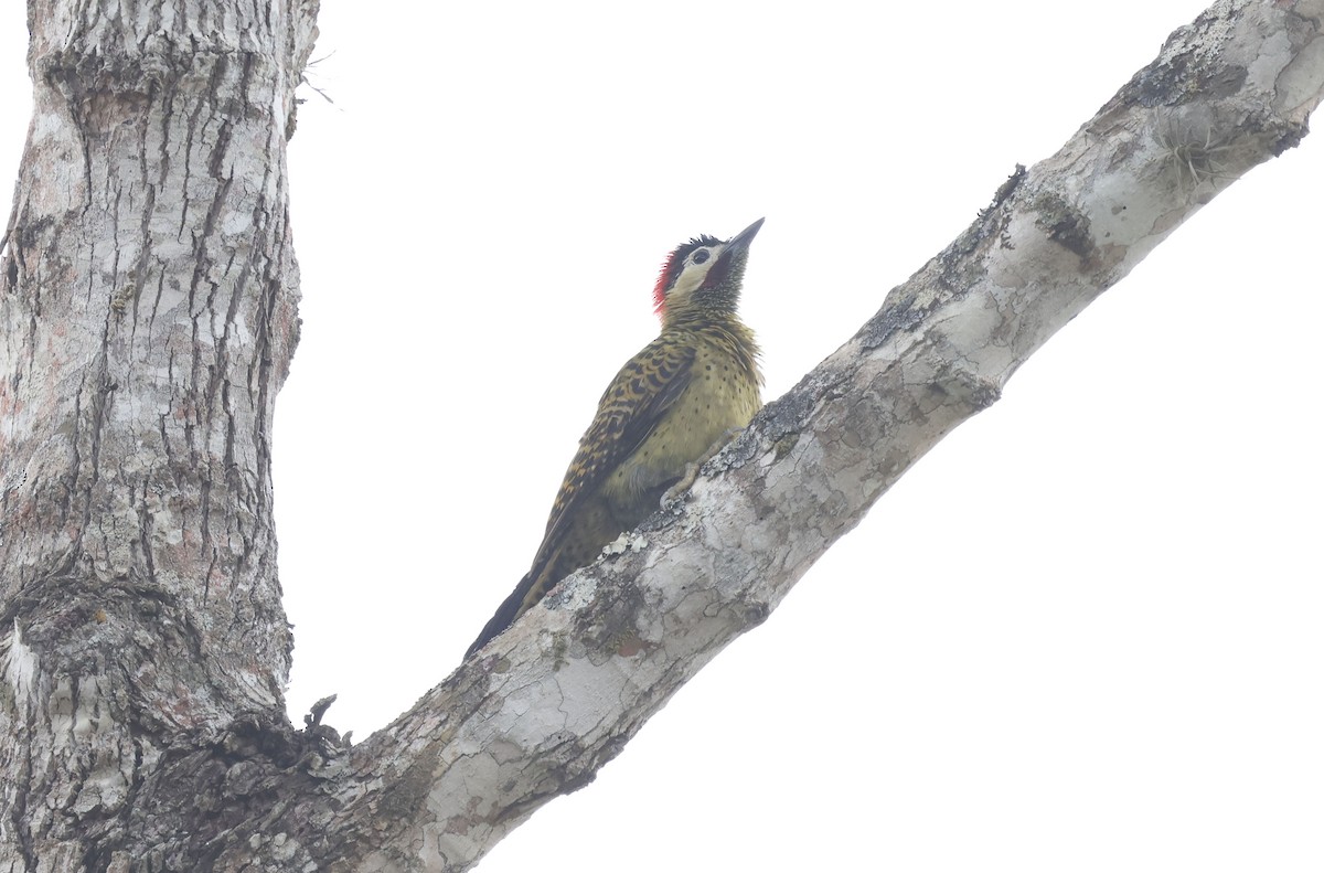 Green-barred Woodpecker (Green-barred) - ML644771086