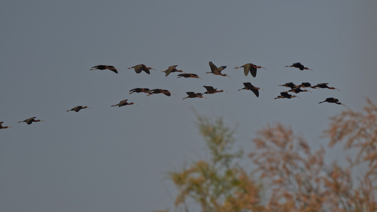 Glossy Ibis - ML644771087