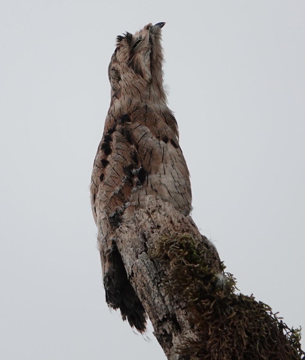 potu obecný - ML644771088