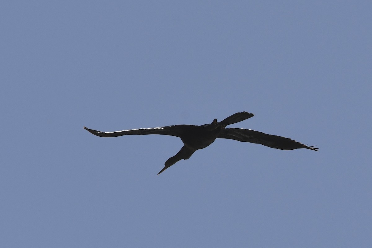Anhinga - ML644771117