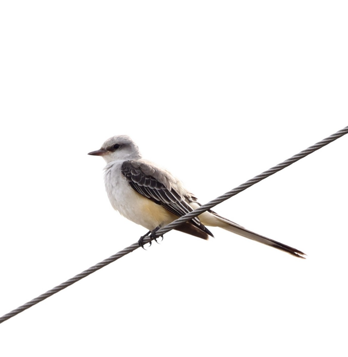 Tijereta Rosada - ML644771121