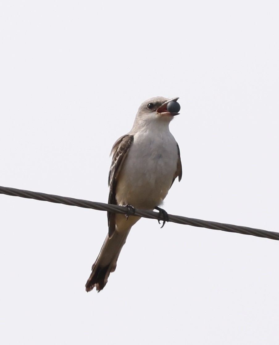 Tijereta Rosada - ML644771122