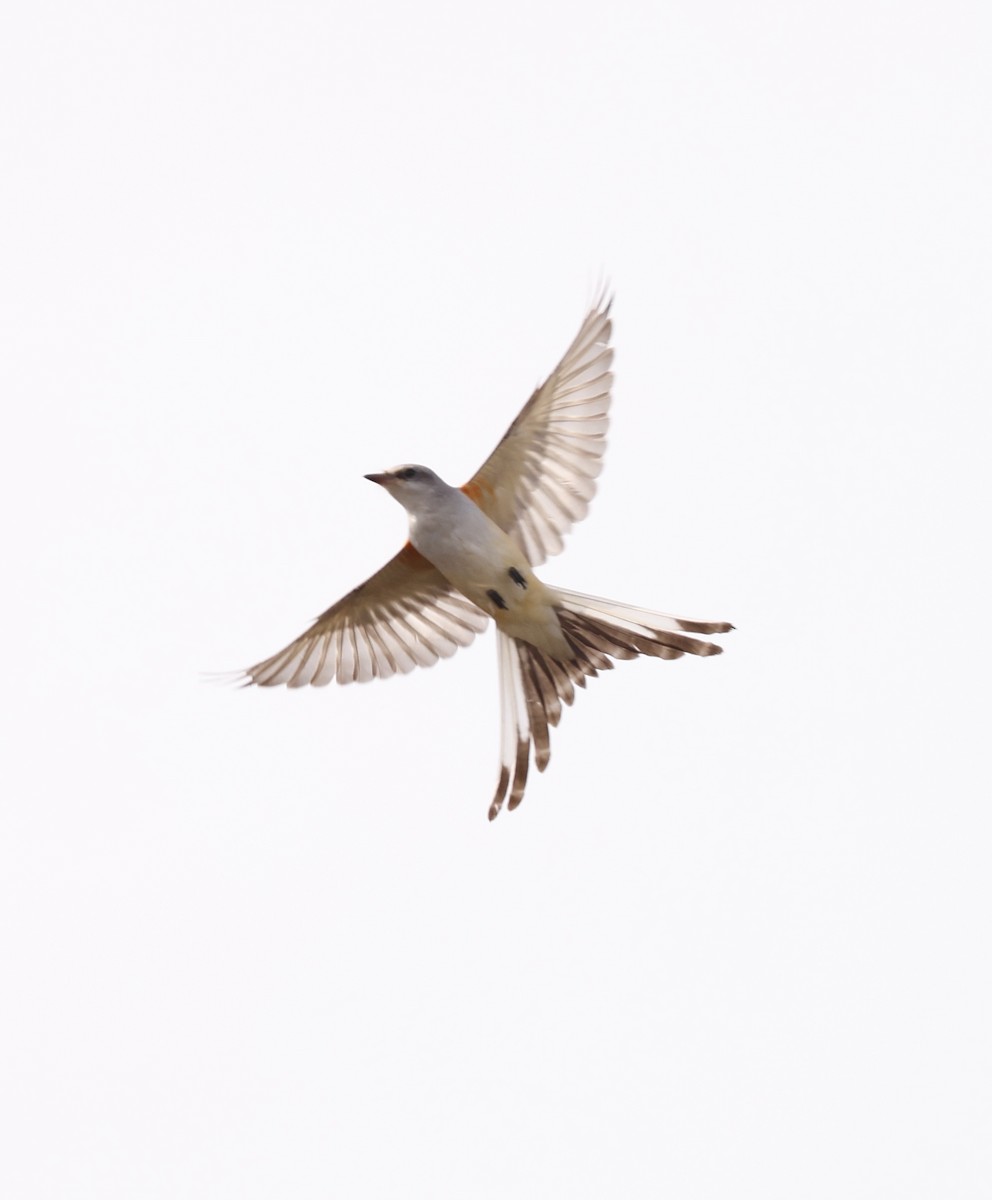 Tijereta Rosada - ML644771124