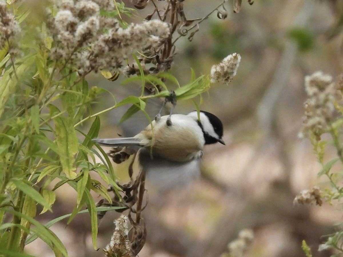 Black-capped Chickadee - ML644771141