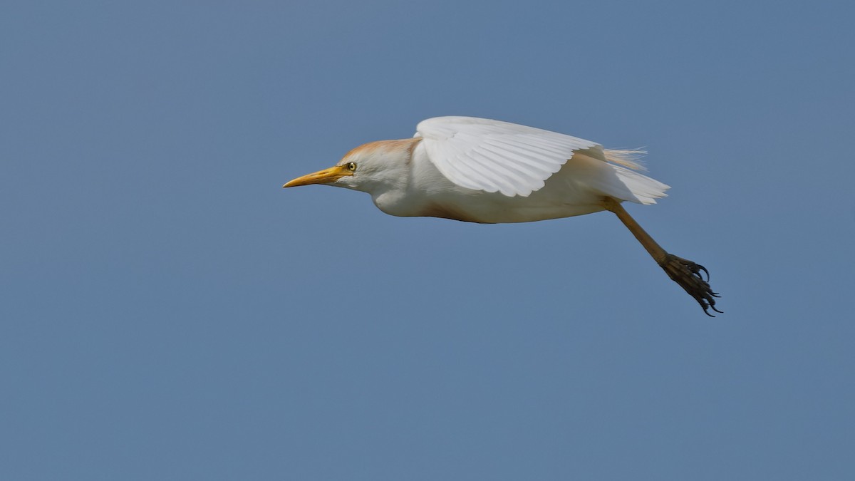 Western Cattle-Egret - ML644771150