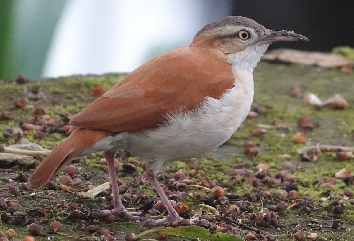 Pacific Hornero - ML644771155