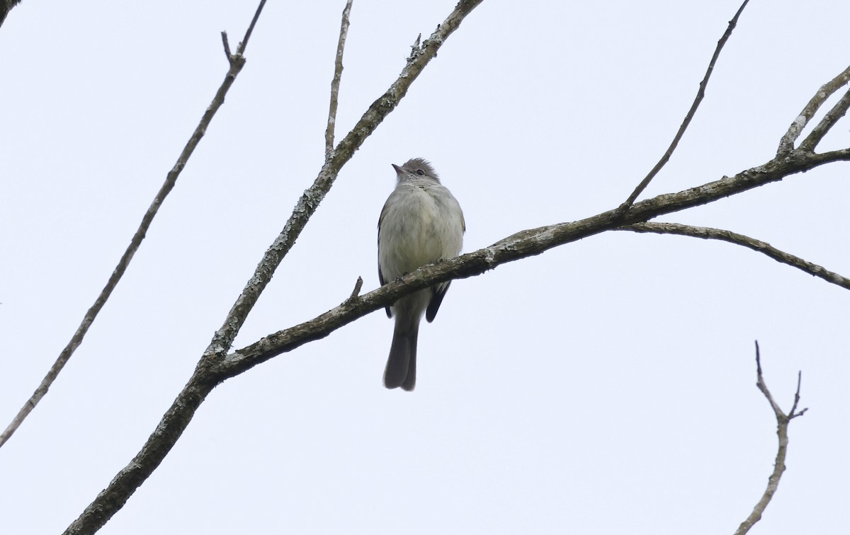 Yellow-bellied Elaenia - ML644771181