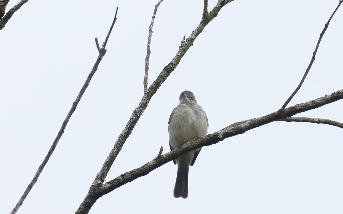Yellow-bellied Elaenia - ML644771182