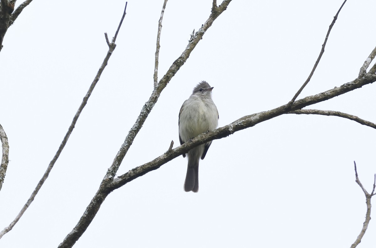 Yellow-bellied Elaenia - ML644771183