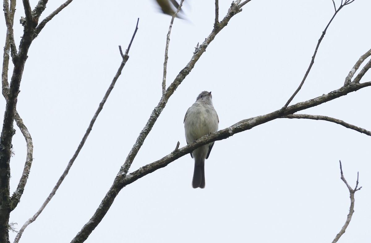Yellow-bellied Elaenia - ML644771184