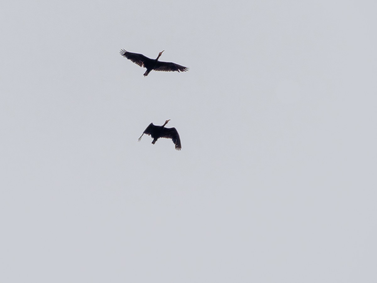 Bare-faced Ibis - ML644771211