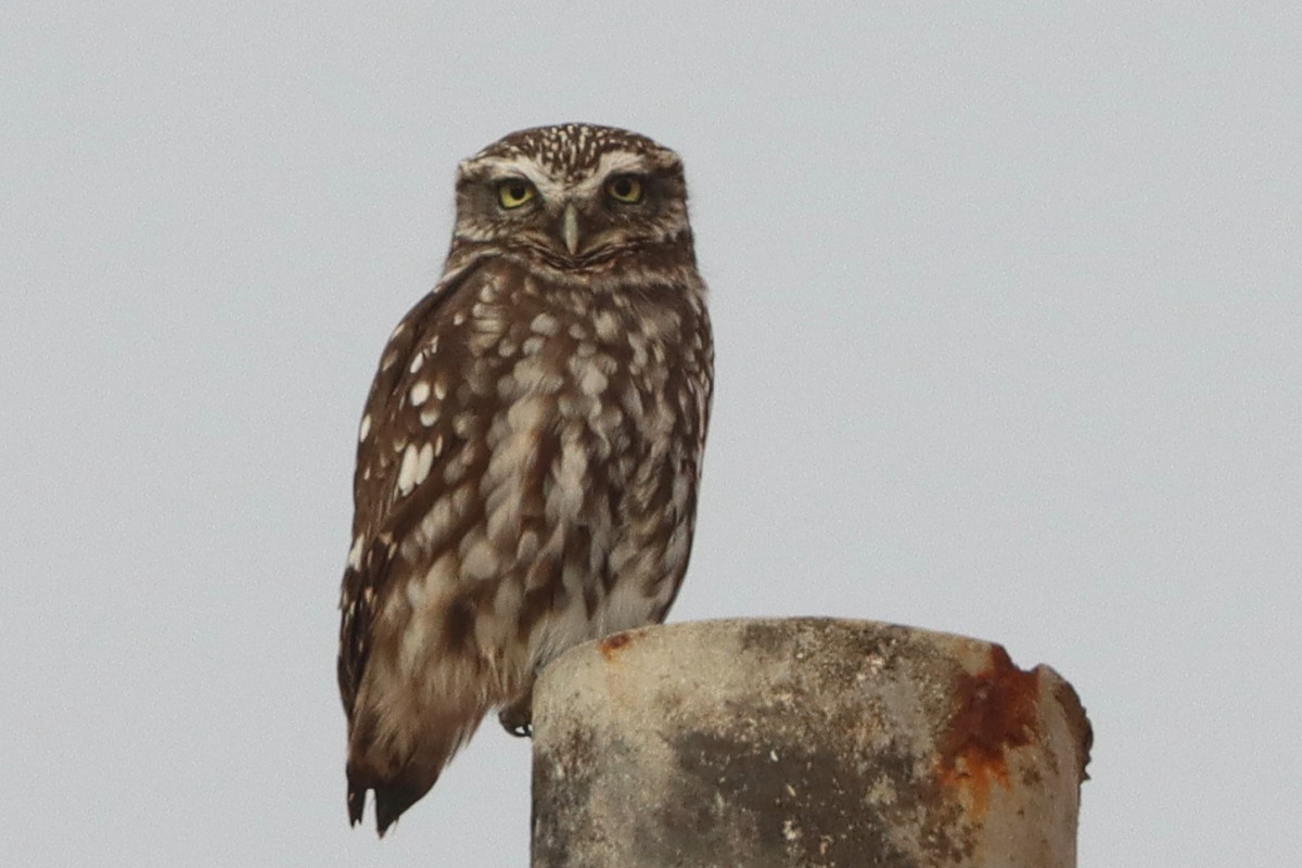 Сич хатній - ML644771218