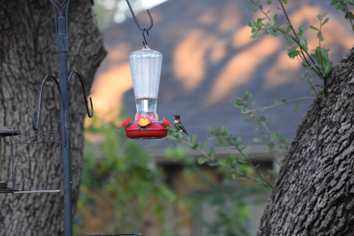 Ruby-throated Hummingbird - ML644771225