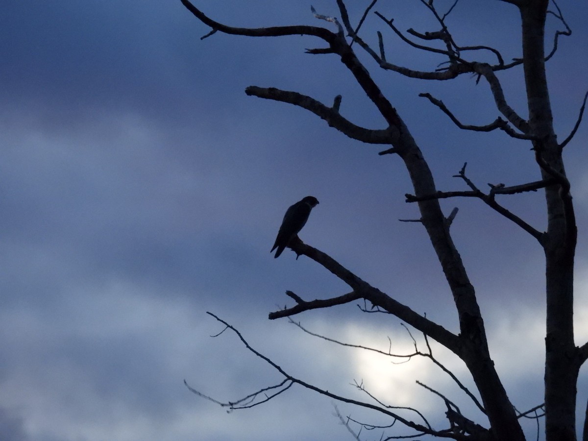 sokol stěhovavý - ML644771226