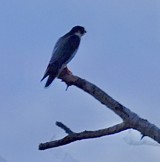 sokol stěhovavý - ML644771227